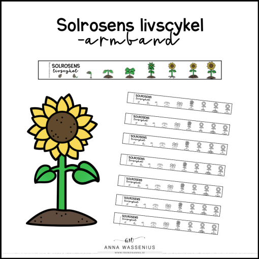 Armband - solrosens livscykel