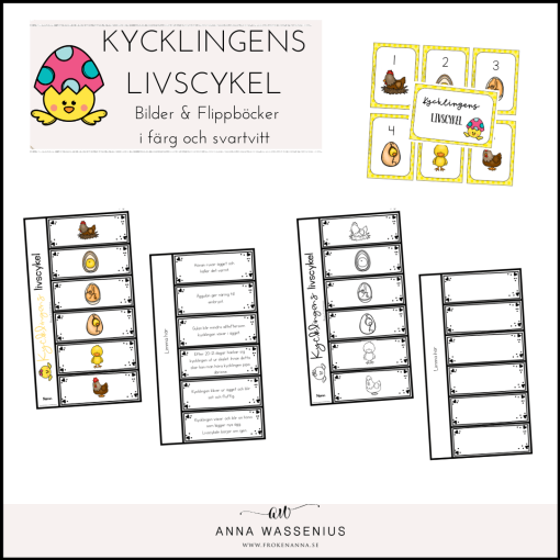 Kycklingens livscykel