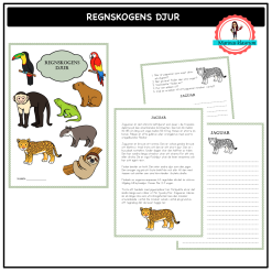 Regnskogens djur