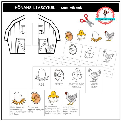 Hönans livscykel - som vikbok