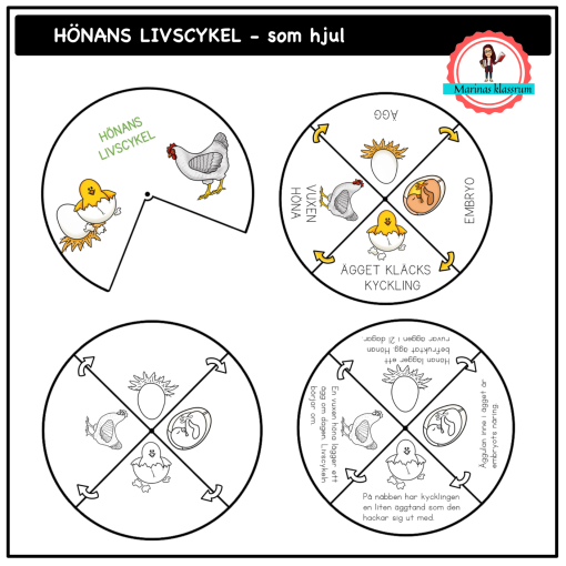Hönans livscykel - som hjul