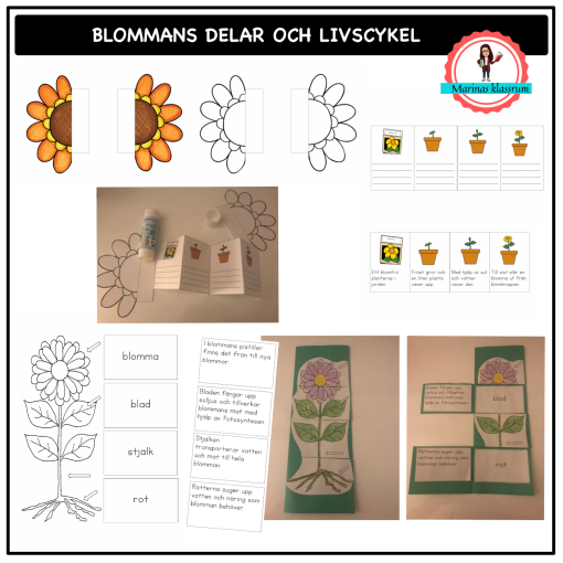 Skapa - blommans olika delar och livscykel