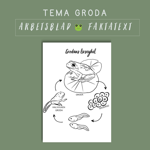 Grodans livscykel