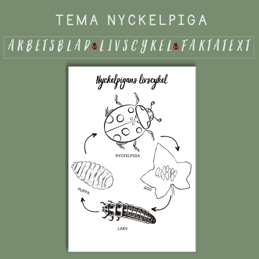 Nyckelpigans livscykel