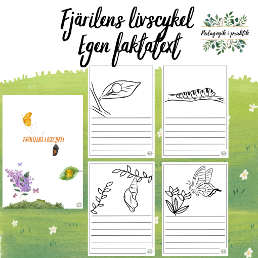 Fjärilens livscykel egen faktatext