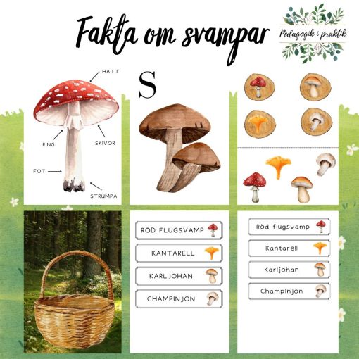 Fakta om svampar