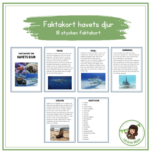Faktakort om havets djur