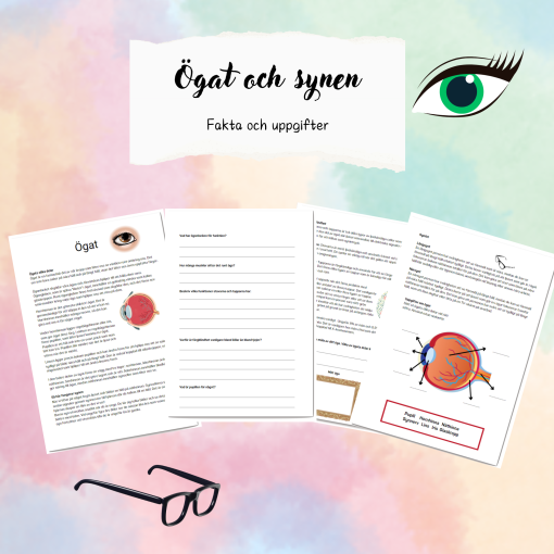 Ögat och synen