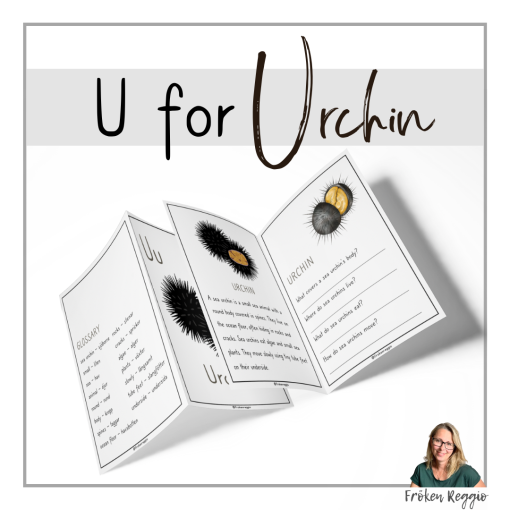 U for Urchin
