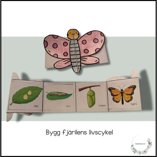 Bygg fjärilens livscykel