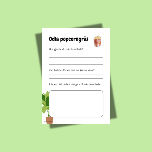 Odla popcorngräs