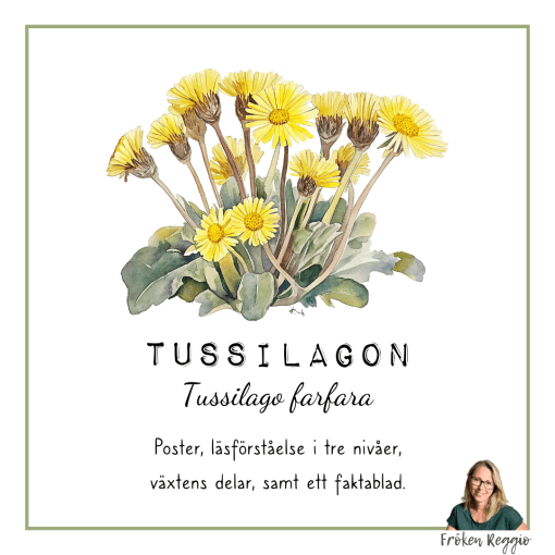 Tussilagon