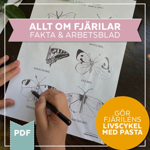 Fjärilens livscykel