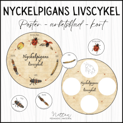 Nyckelpigans livscykel