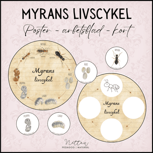 Myrans livscykel