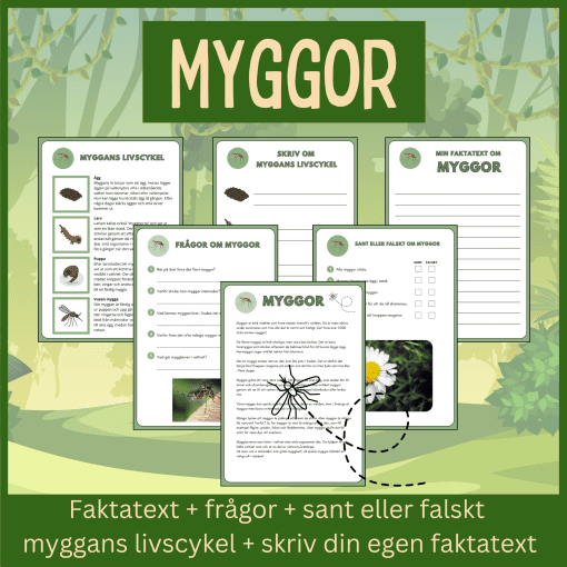 Myggor - läsförståelse och skrivuppgifter
