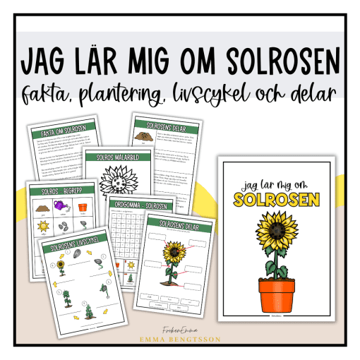 Solrosen: fakta, plantering, livscykel och delar